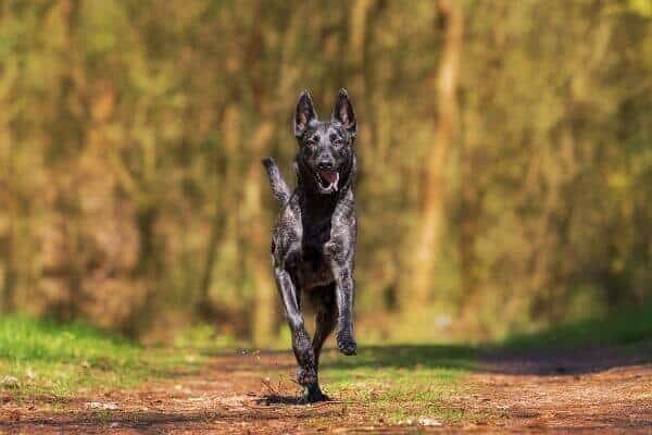 GPS Tracker für Hund und Katze